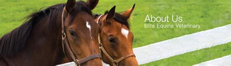 About Us Kelly Equine Veterinary Services Brisbane Queensland