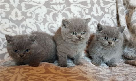 British Shorthair Cats For Sale Houston Tx 259076