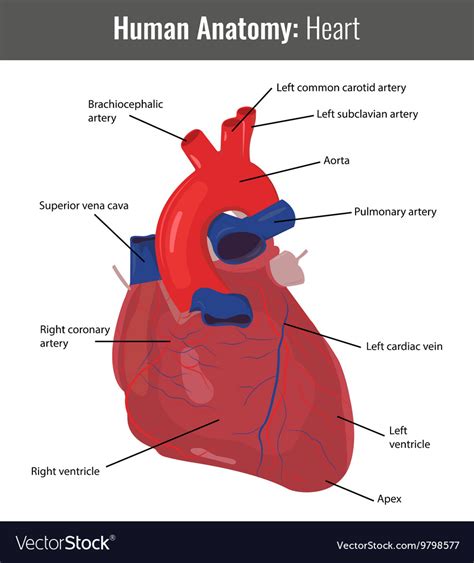 Human Heart Detailed Anatomy Medical Royalty Free Vector