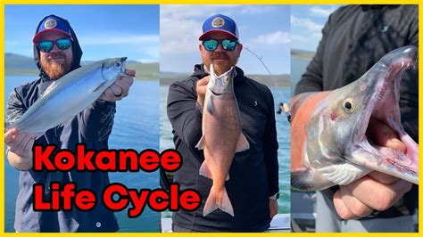 Kokanee Life Cycle And Where To See Them During The Spawn Youtube