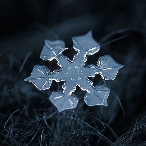 Amazing Close Up Photos Of Snowflakes If Its Hip Its Here
