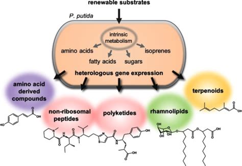 Hitherto Described Utilization Of Pseudomonas Putida As Open I