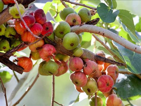 Famous Fruits Of Uttarakhand Information