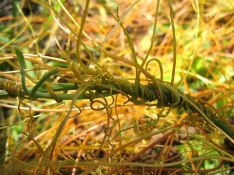 Foraging Texas Dodder