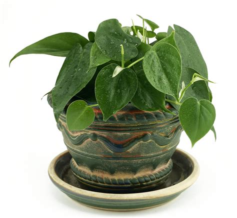 Proper Care And Feeding Of The Philodendron Caring For Houseplants