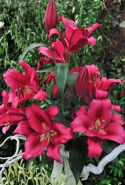 Buy Lily Bulbs Carbonero Oriental Trumpet Lilies Lily Bulbs