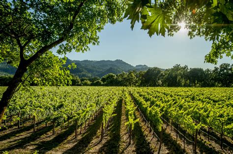 Holidays In California Wine Country Trailfinders