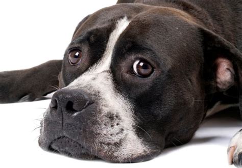 Cimurro Nel Cane Cause Sintomi E Terapia Razze Di Cani