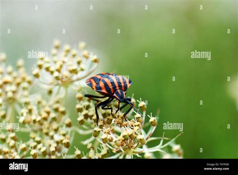 Little Red Bugs In Garden Stock Photo Alamy