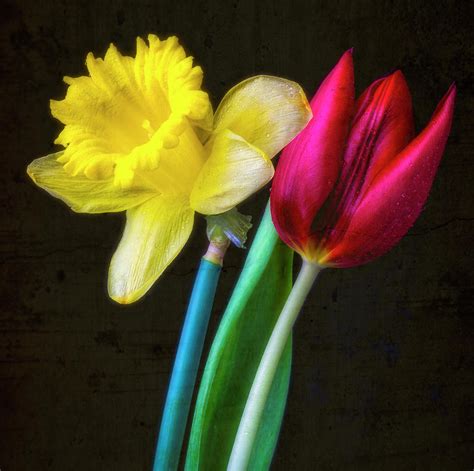 Tulip And Daffodil Together Photograph By Garry Gay Fine Art America