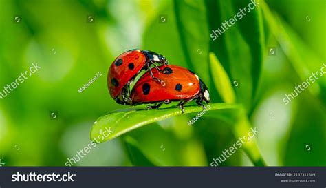 1564 Beetle Ladybug Mate Images Stock Photos And Vectors Shutterstock
