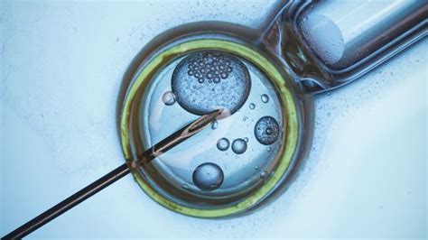Ivm Breakthrough New Infertility Treatment Could Replace Ivf