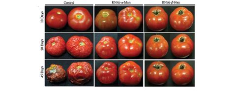 The Health Effects Of Gmo Foods Abc News