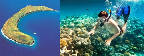 Maui Activities Molokini Snorkeling Tour With Free Hotel Pick Up