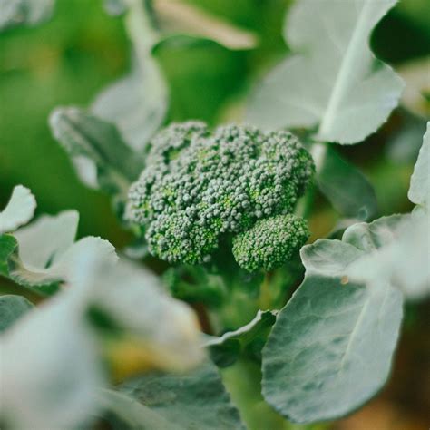 Spring Broccoli Root Seeds Serres Lavoie