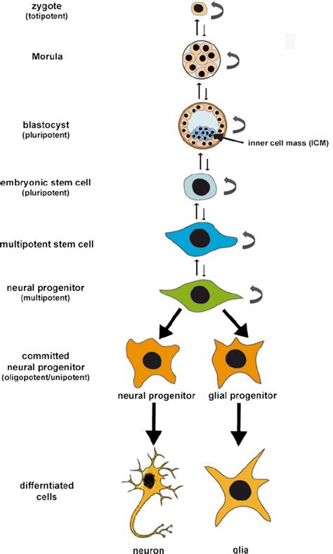 Differentiation Potential Of Stem Cells Isolated At Various