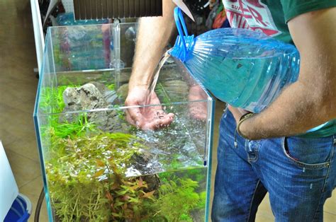Вода для аквариума: подготовка, выбор, какая вода подходит для аквариума