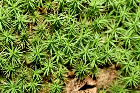 Green Moss Polytrichum Stock Image Image Of Ground 210373215