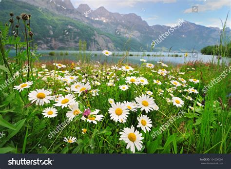Alpine Meadow With Beautiful Daisy Flowers Near A Lake In The Mountains