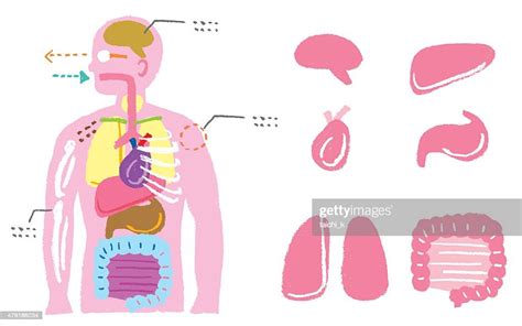 Human Body Diagram High Res Vector Graphic Getty Images