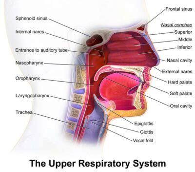 Upper Airway Resistance Syndrome Faceology
