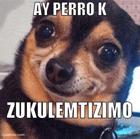 Perros Meme Funny Image Photo Joke 02 Quotesbae