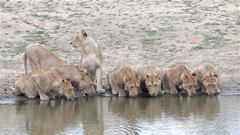 Troupeau de lion qui s'abreuvent Afrique du sud | Afrique ...
