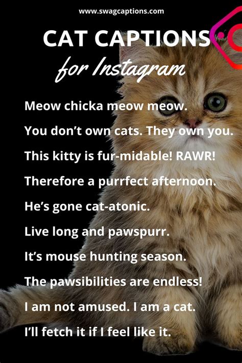 Cat Captions For Instagram Cat Captions Funny Cat Captions