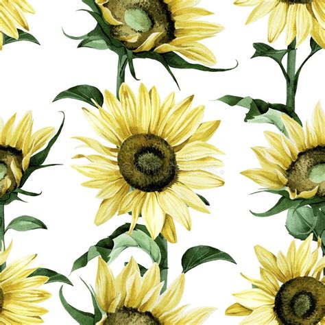 Sunflowers Isolated On White Background Watercolor Botanical
