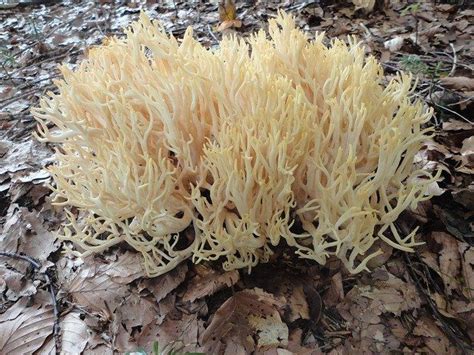 Crown Tipped Coral Mushrooms Foraging Cooking And Preserving In 2020