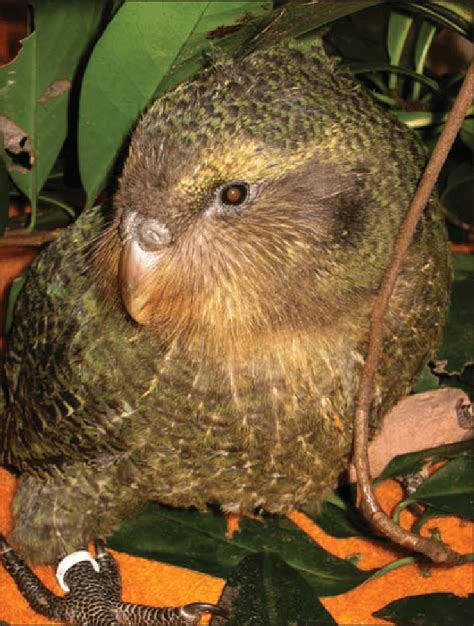 The Kakapo Strigops Habroptilus Is The Worlds Largest Parrot A