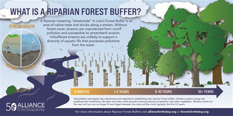 50 Stories What Is A Riparian Forest Buffer Alliance For The