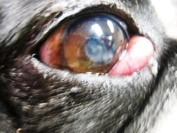 Cherry eye occurs when the third eyelid pops out and it is treated with surgery. Cherry eye occurs when your dog's third eyelid collapses ...