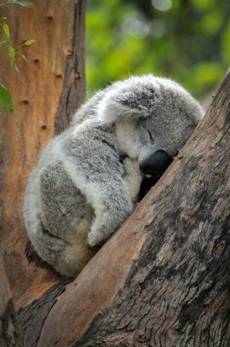 Les Meilleures Photos Et Vidéos De Bébé Koala Archzinefr