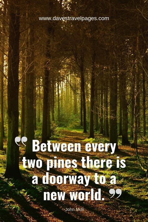 Quotes On Forest At Best Quotes