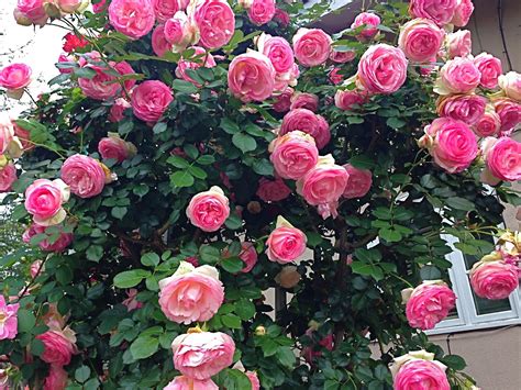 Pretty In Pink Eden Rose