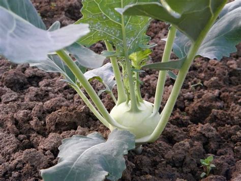How To Grow Kohlrabi From Seed To Harvest Check How This Guide Helps