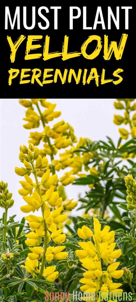 18 Beautiful Yellow Perennials To Brighten Your Yard Sunny Home Gardens