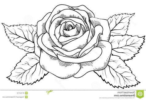 Rose Flower Line Drawing At Explore Collection Of