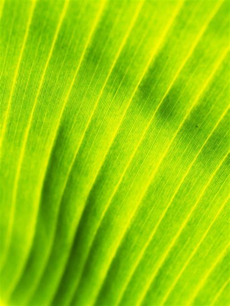 Free Stock Photo Of Banana Leaf Texture Download Free Images And
