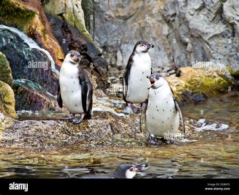 Penguins In Schönbrunn Zoo Park Vienna Austria Stock Photo Alamy