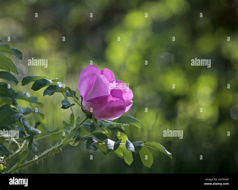 Playa Rose Rosa rugosa blooming con fragantes flores púrpuras La Plantación está prohibido en