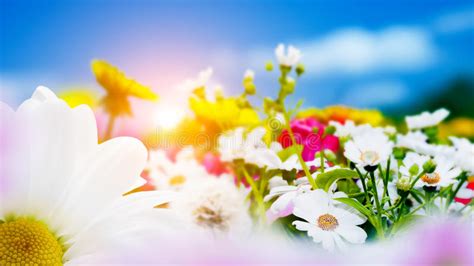 Spring Field With Flowers Daisy Herbs Sun On Blue Sky