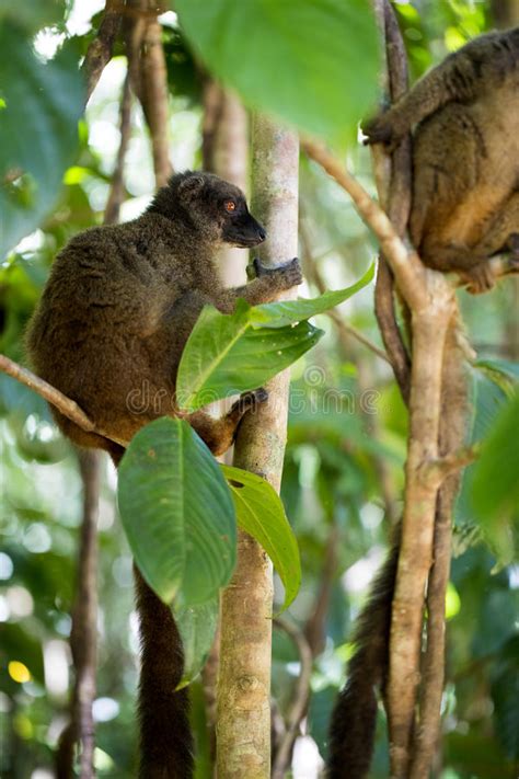 Female White Fronted Lemur Eulemur Albifrons Watching The