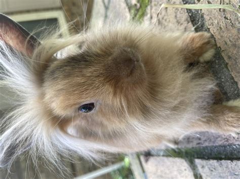 Baby Bunnies For Sale Purebred Rabbits For Sale