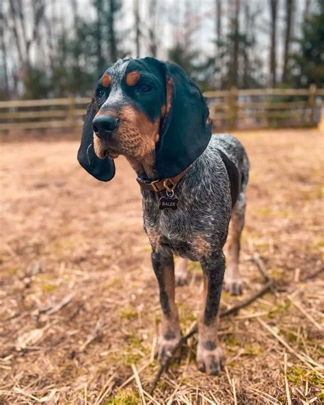 15 Informative And Interesting Facts About Coonhounds Page 3 Of 5