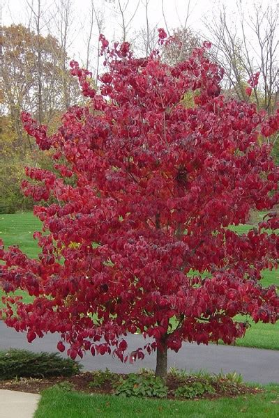 Benefits of flowering cherry trees. Buy Rosy Teacups Dogwood Tree - FREE SHIPPING - 5 Gallon ...