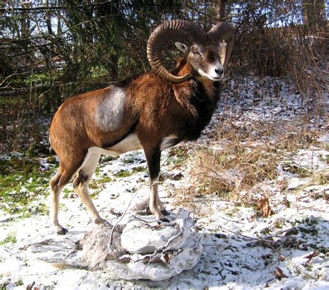 Mouflon Hunting In Poland With Prohunt Quality Trophy And Service