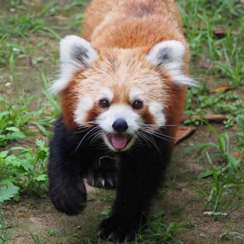 Red Panda at Ishikawa Zoo in Nomi, Japan on August 19, 2018 (originally