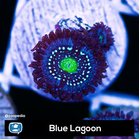 Blue Lagoon Zoanthus Zoanthid Zoanthids